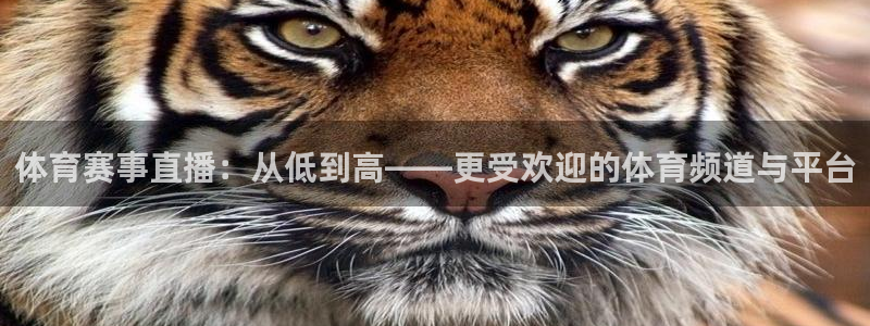 搜球吧8直播：体育赛事直播：从低到高——更受欢迎的体育频道与平台