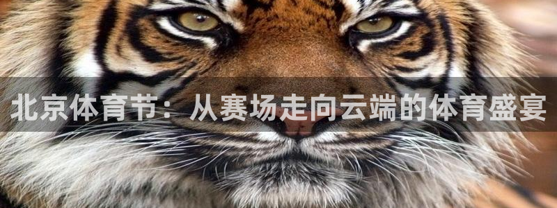 搜球8直播nba直播：北京体育节：从赛场走向云端的体育盛宴