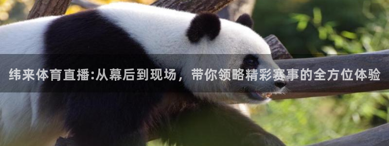 搜球吧 直播：纬来体育直播:从幕后到现场，带你领略精彩赛事的全方位体验